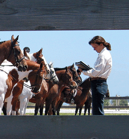 April Reeves Horsemanship Judging 4H Regionals at Delta Riding Club, Delta BC
